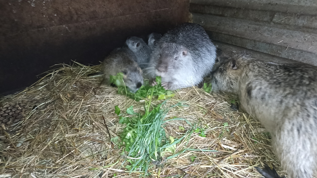 Зелень для нутрий