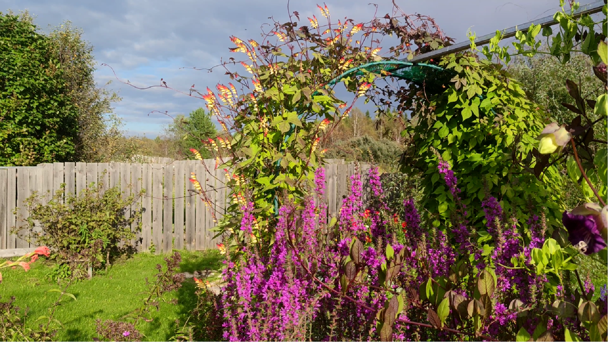 Мина лопастная, Дербейник.