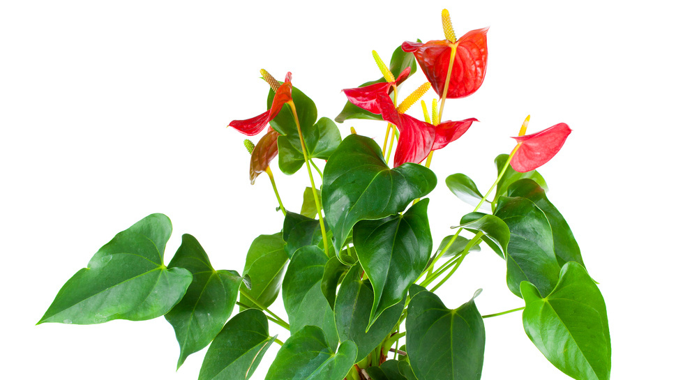 Результат эксперимента с засухой - 5 соцветий одновременно