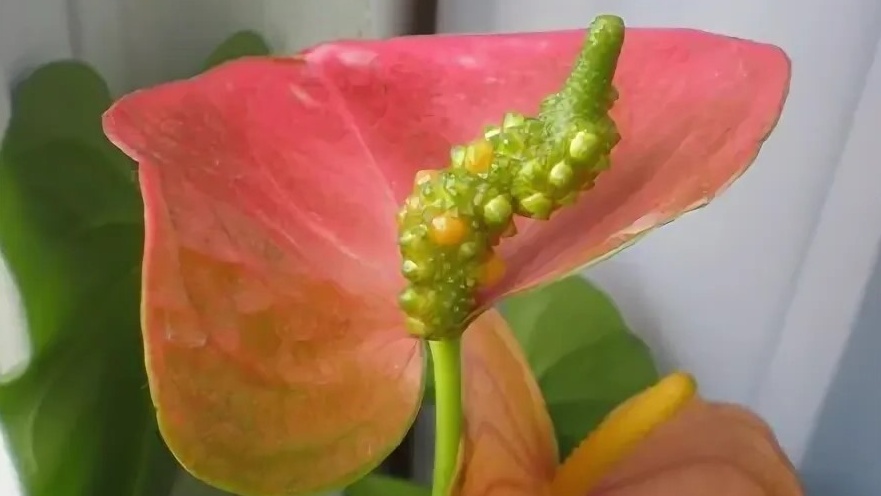 Формирующиеся бутоны появляются через 10-12 дней правильной просушки