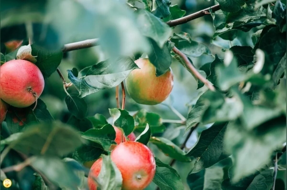    Семечковые культуры в организованном секторе российского садоводства – это, в первую очередь, яблоки.
