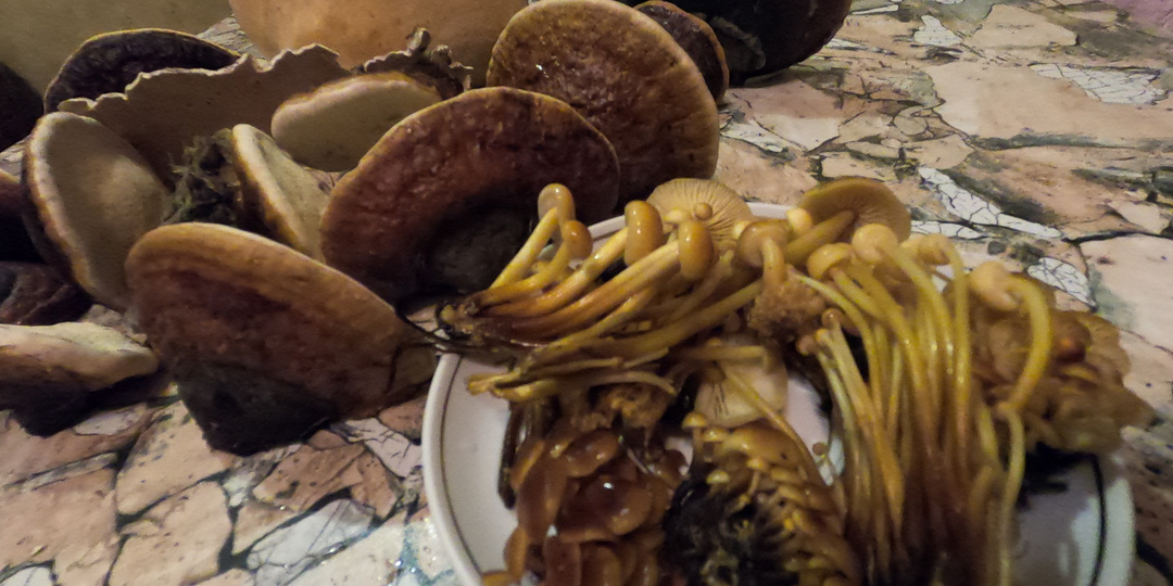 Фламмулина и трутовики в зимнем лесу