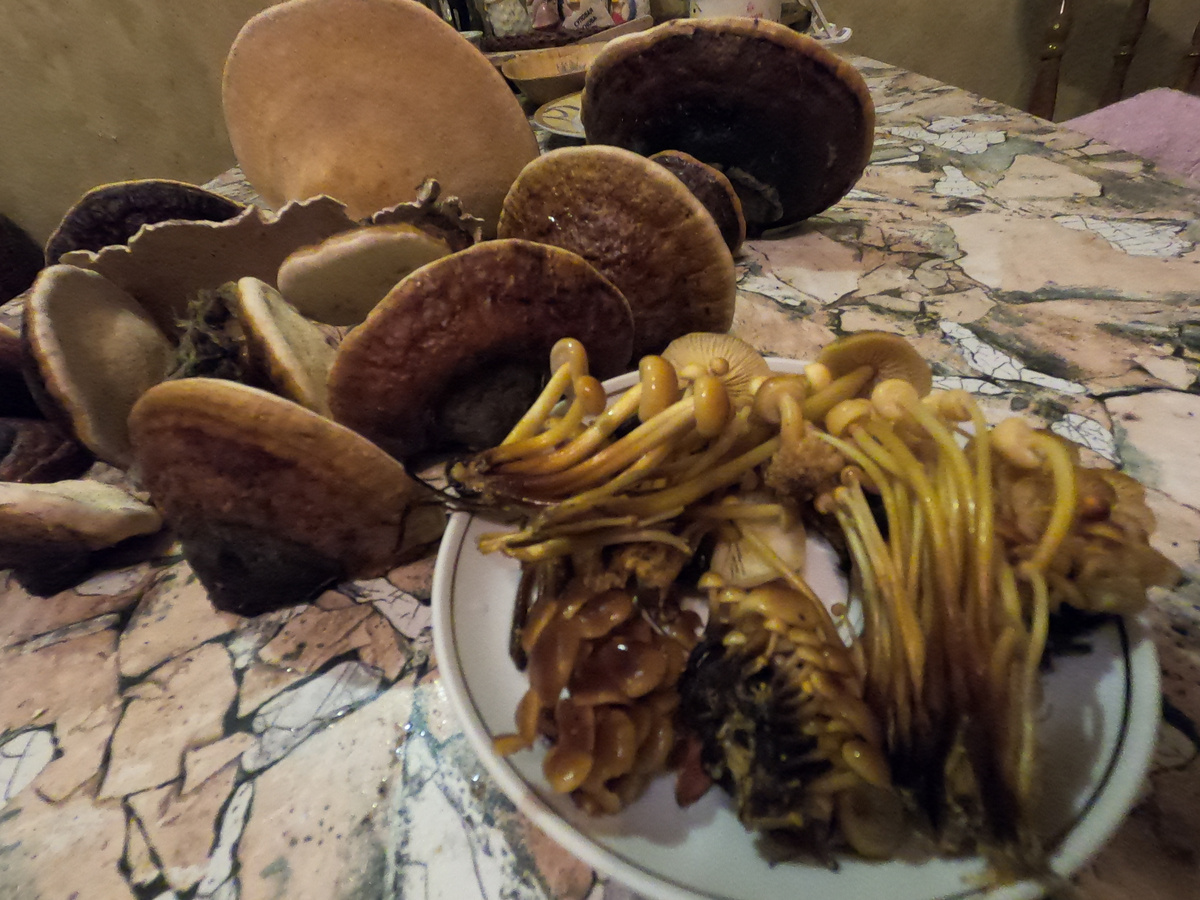 Трутовики на заднем плане для чая. Фламулина прекрасная. Чистая польза и вкуснятина. Фото автора.