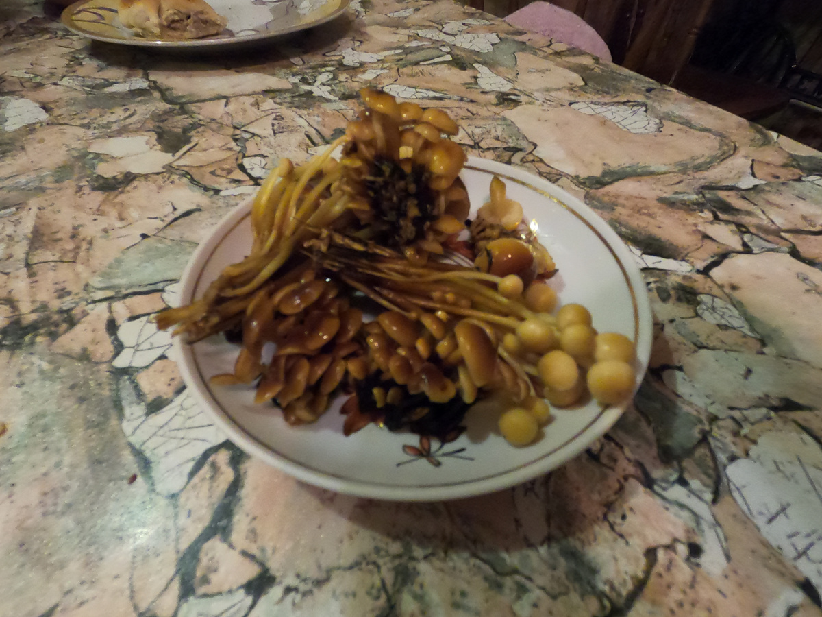 Вот они знаменитые на весь мир от Китая до Европы грибы Фламмулины или зимний опенок. Ножка под шляпкой желтоватая ближе к корням переходит в коричневую бархатистую. Гриб весьма ценный, но нужно искать, не везде его встретишь. Фото автора.