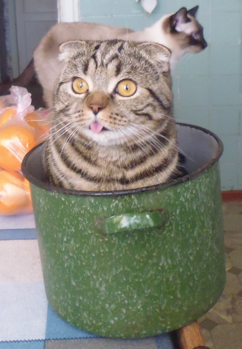 Куда деться от всей этой челяди? Никакого покоя!