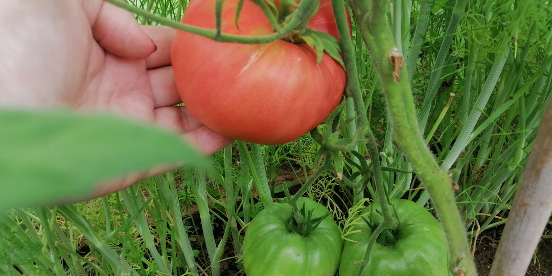 Проверенные томаты переживут засуху и ливни. Испытал 7 стойких бойцов