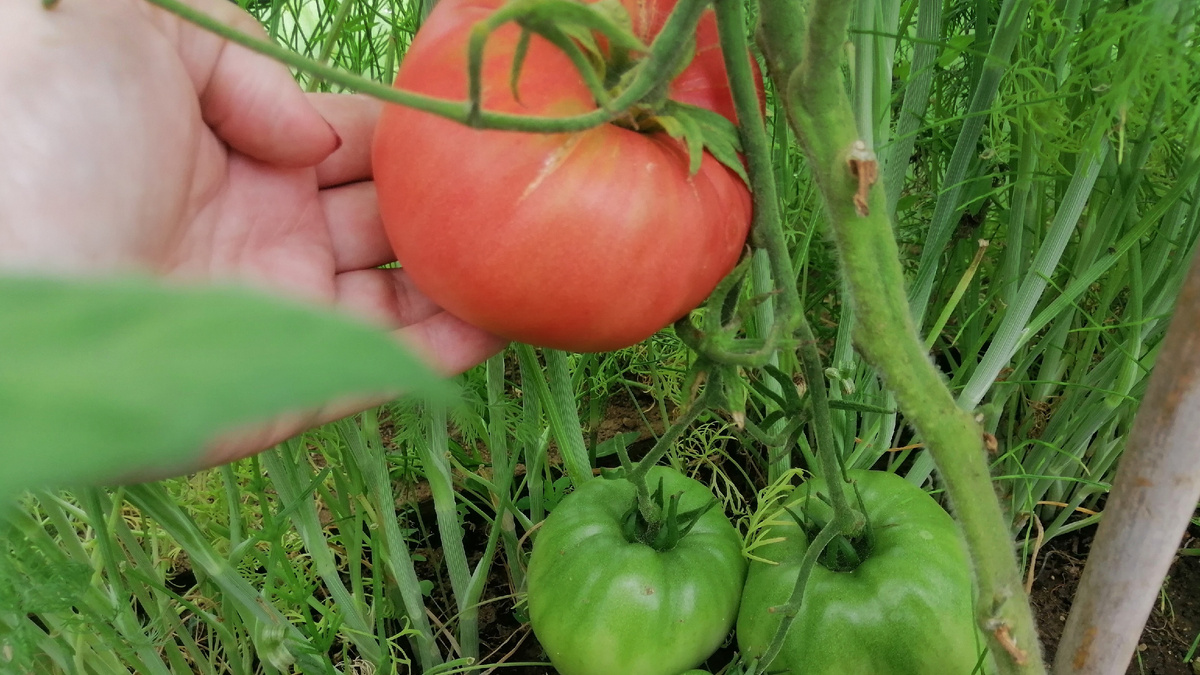 Надежные сорта выживают там, где другие сдаются