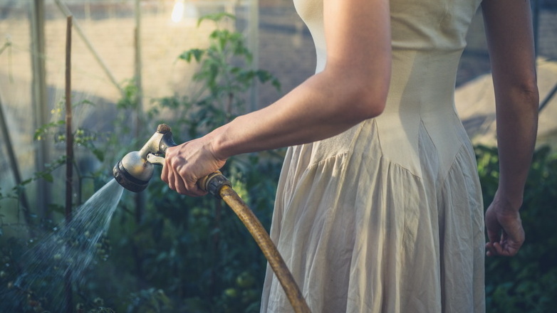 Тестирую каждый сорт на устойчивость к крайностям