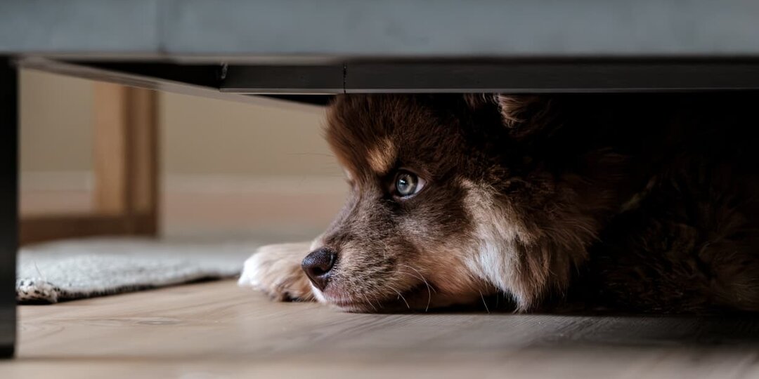 «Он прошел 2000 км на стертых лапах, чтобы умереть дома»: история, которая объясняет вашу депрессию лучше психолога