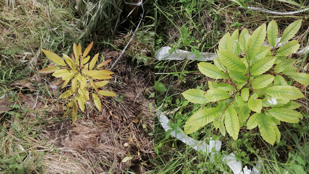 Растения желтушные и слабые