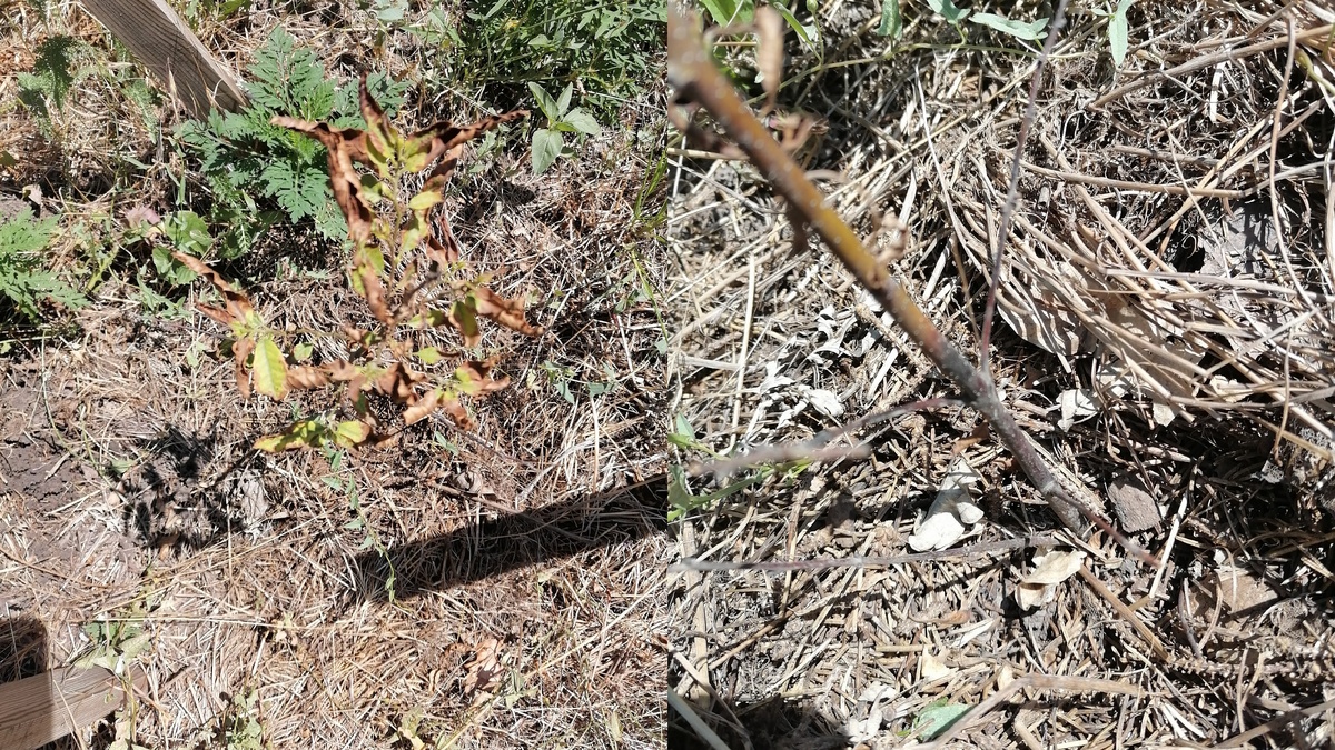 При ближайшем рассмотрении у него оказались повреждены не только листья, но и стволик