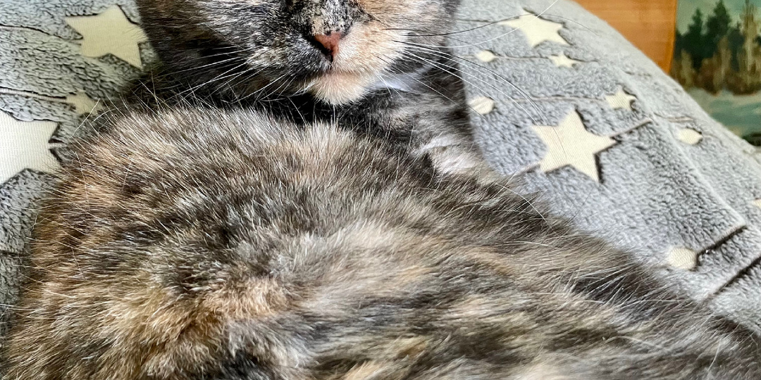 Чистый лоток, все нормально со здоровьем, но перед дверью лужа. Когда твоя кошка педант-абьюзер