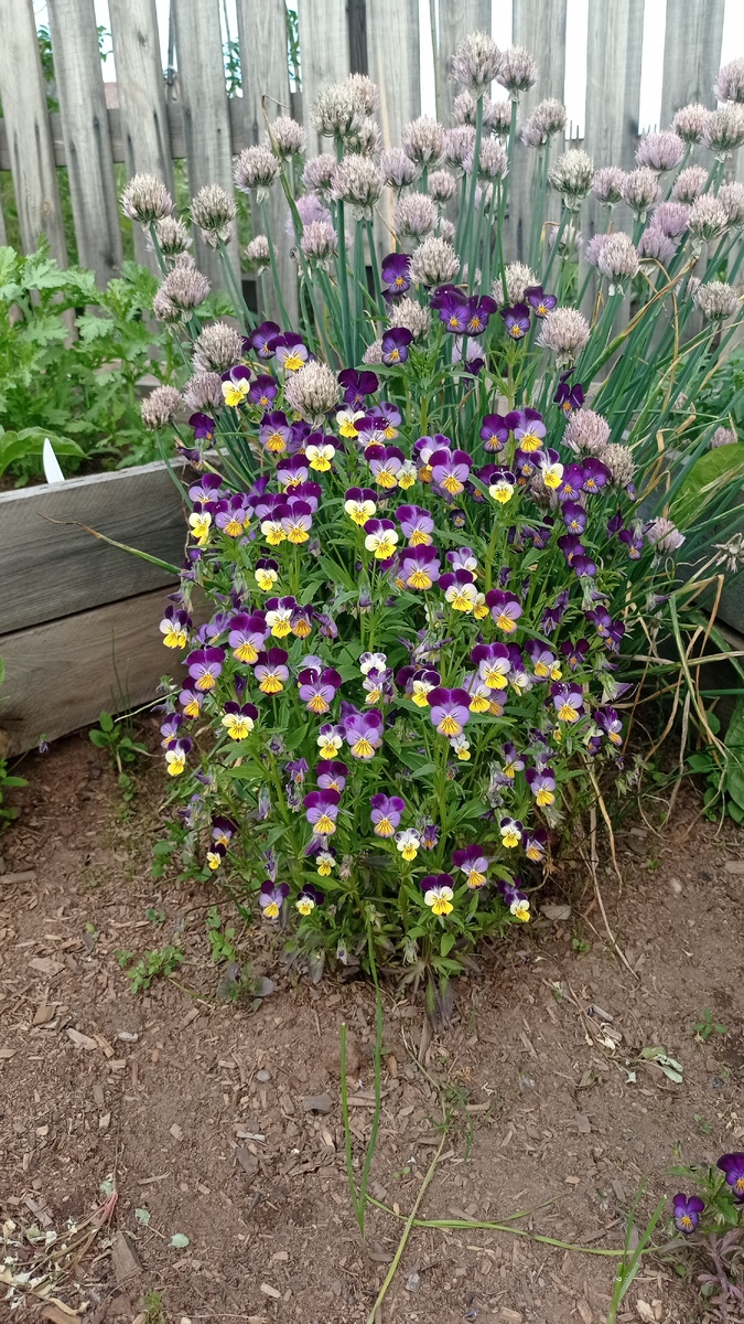 Фиалка рогатая похожа на стайку мотыльков. 