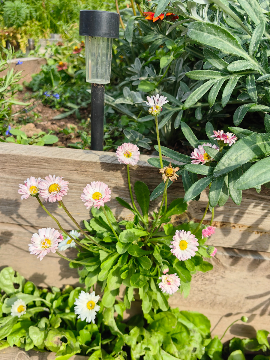 Маргаритки