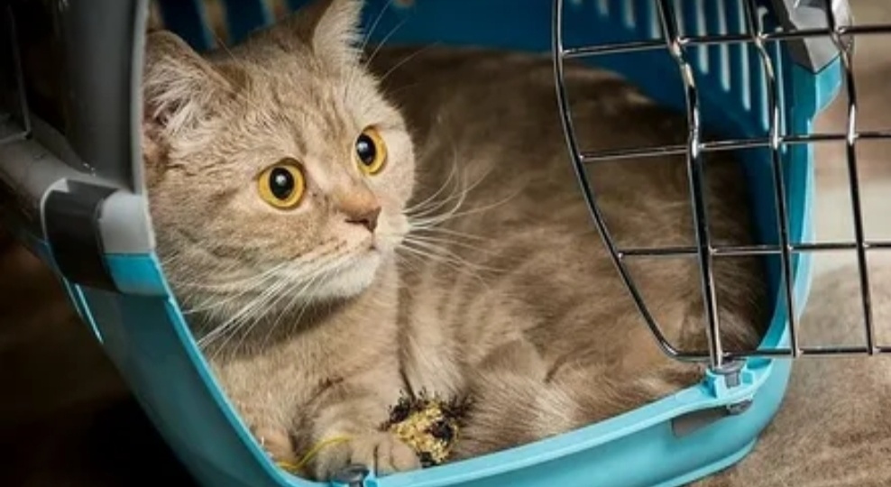 Муськина мечта. 2ч.