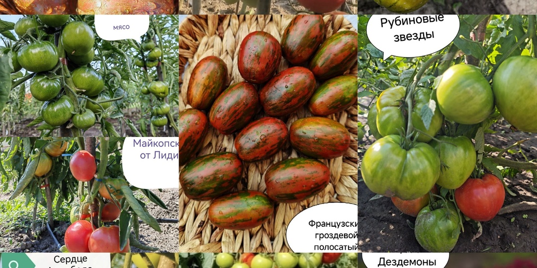 Набор семян томатов "Урожайный"