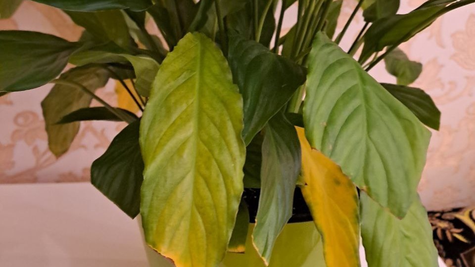 Желтеют листья у спатифиллума: причины и пошаговый план спасения 🌿