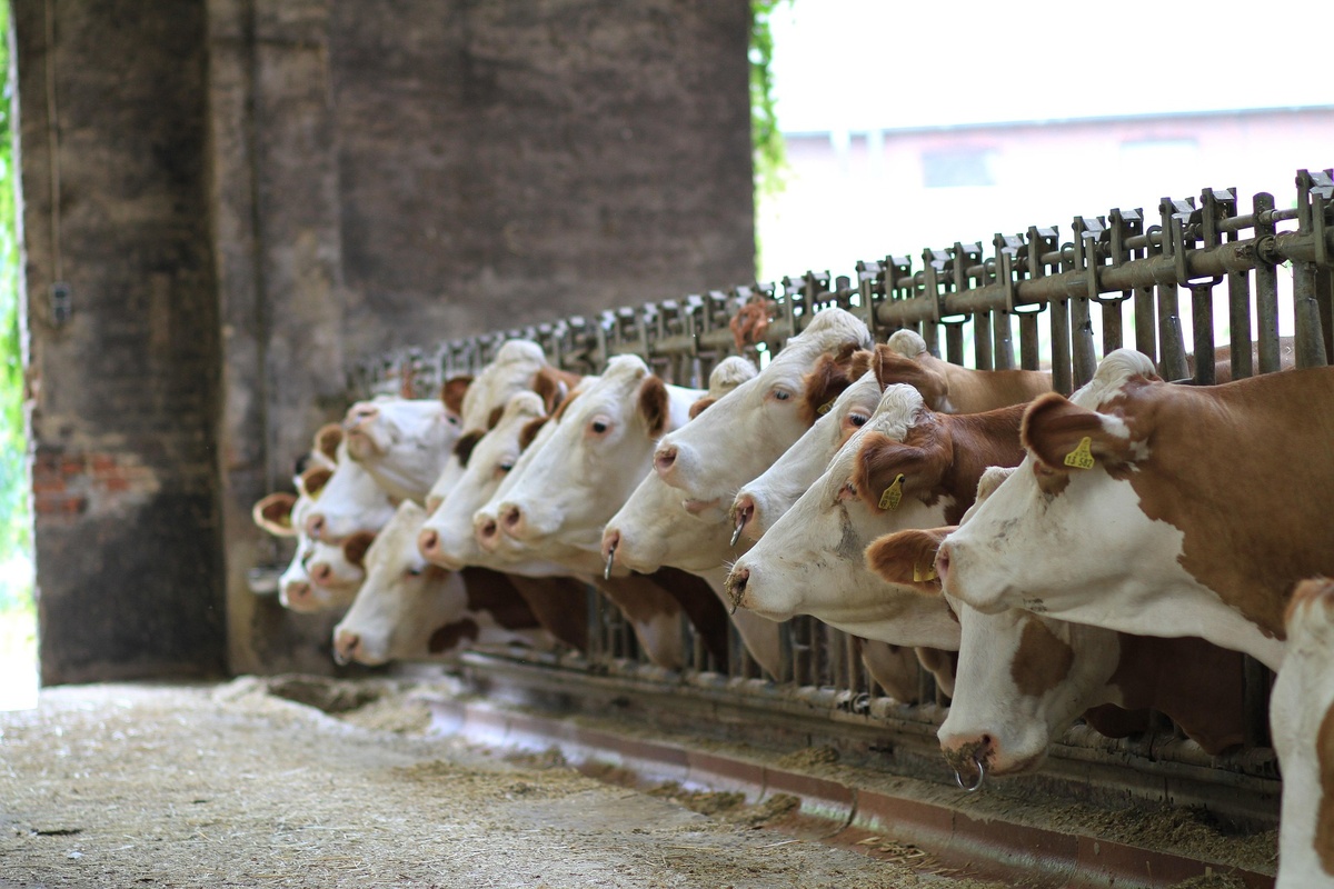    Фото с сайта pixabay.com