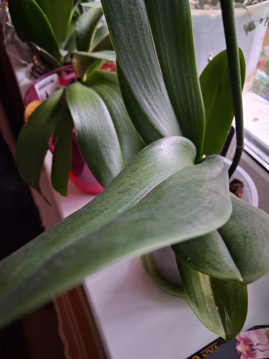 Недавно купленная орхидея. Фото автора. 