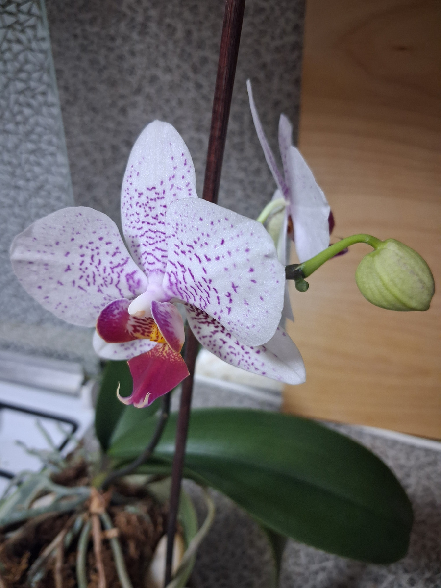 Цветущая орхидея из моего питомника. Фото автора. 