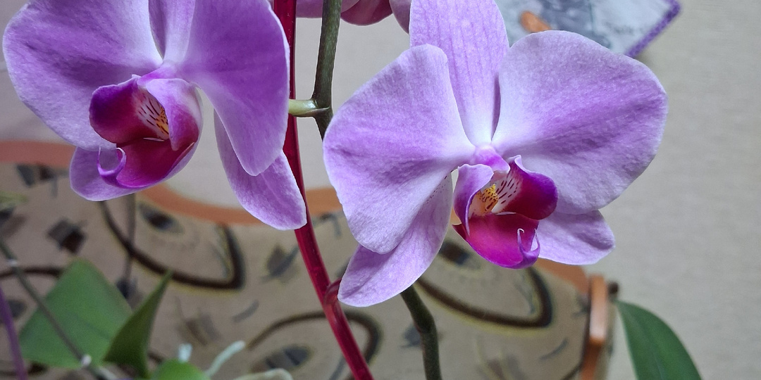 О бедном цветочке замолвите слово. Почему же я покупаю отцветшие орхидеи?