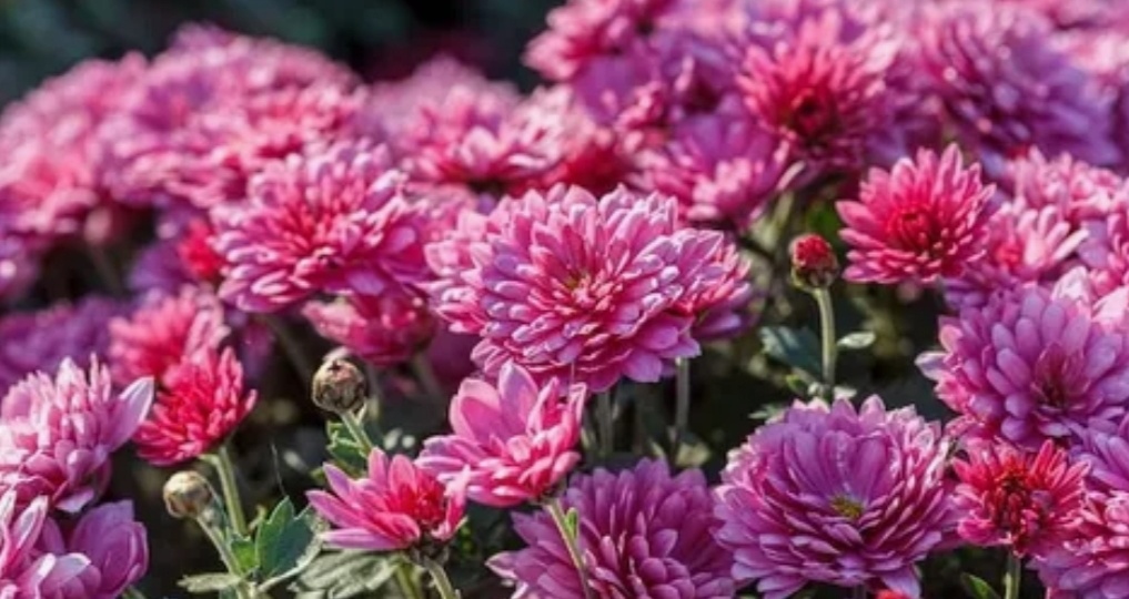 Отцвели уж давно, хризантемы в саду, а любовь всё живёт в моём сердце больном