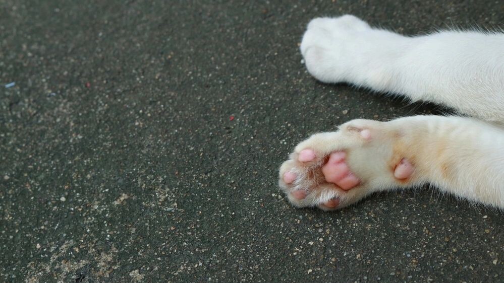    Фото: evergreentree/Shutterstock/Fotodom