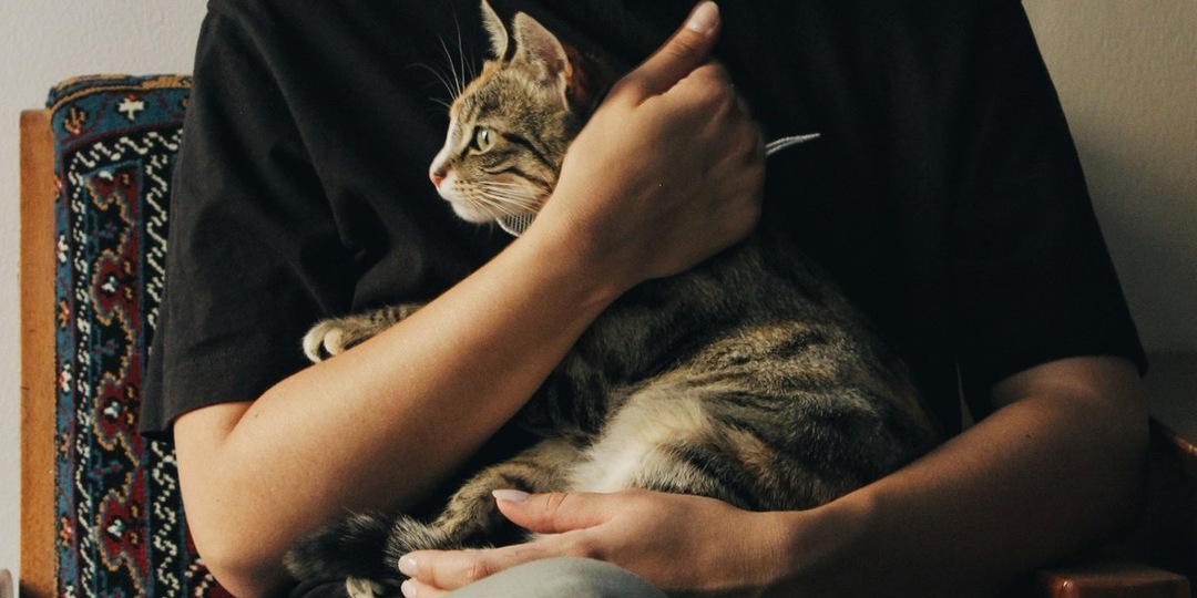 Здоровье на кончиках усов: скрытые преимущества жизни с кошкой