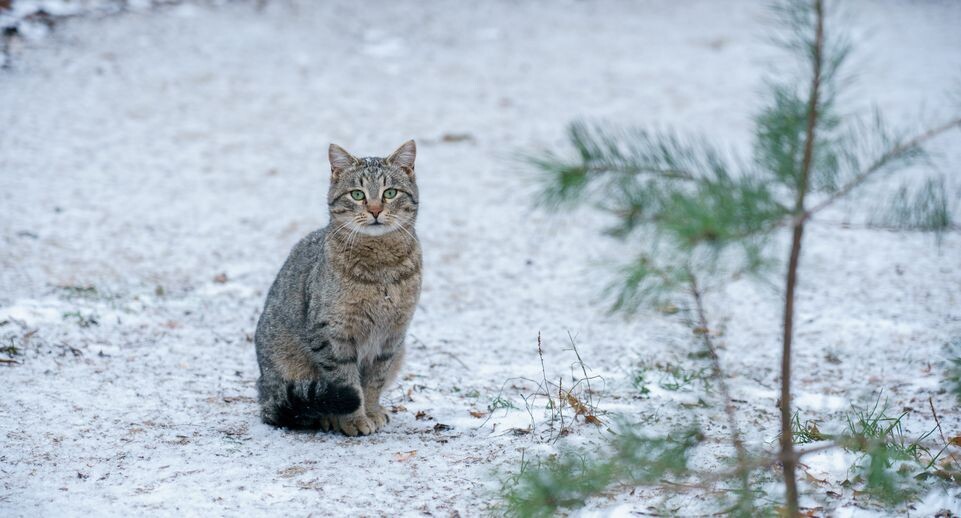    Медиасток.рф