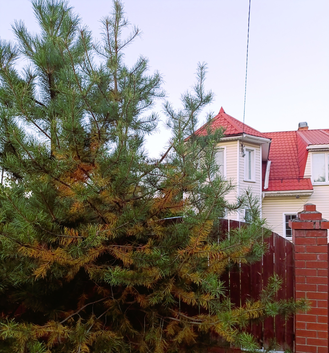 А люди еще и так сосны сажают, в обнимочку