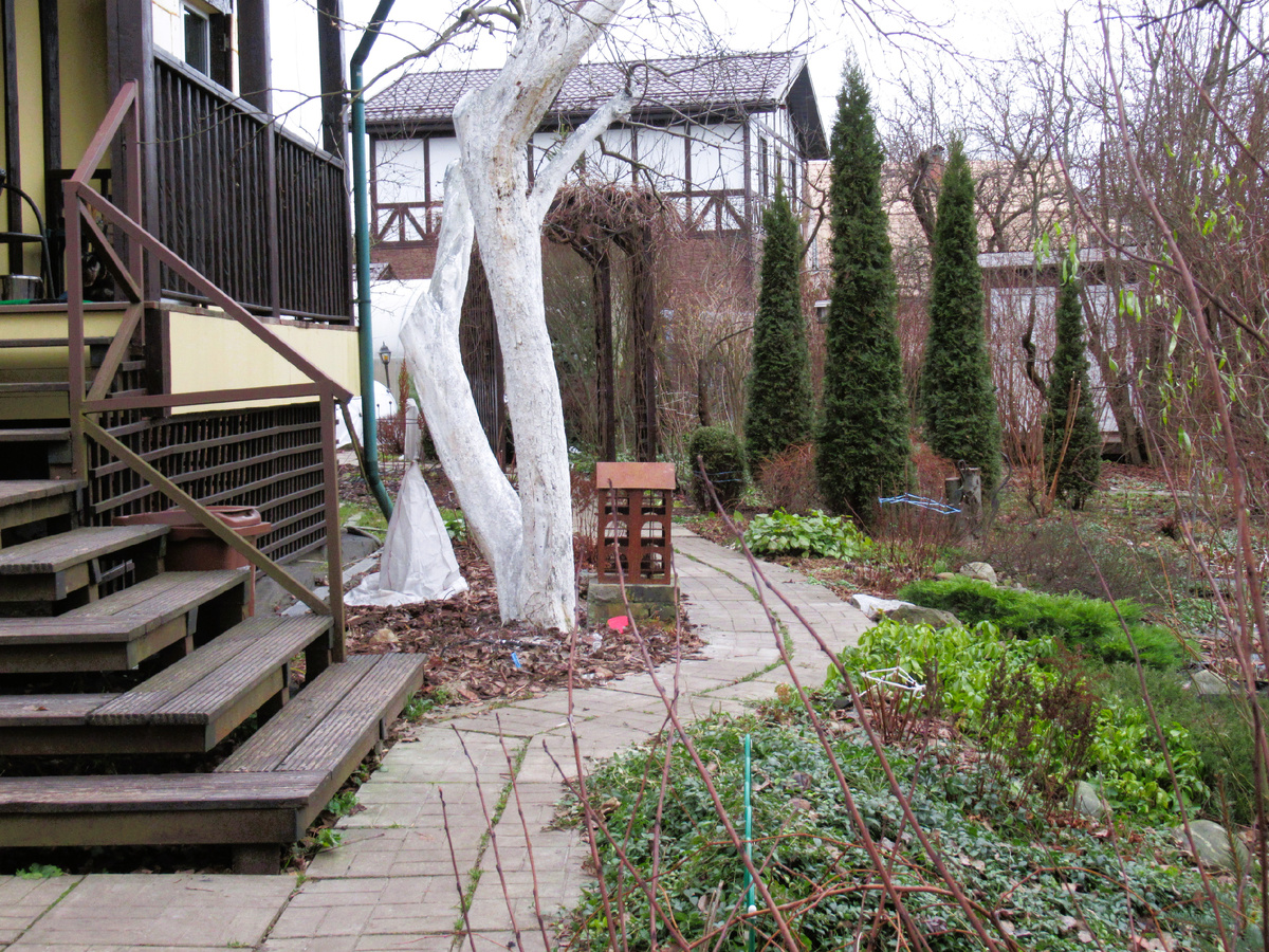 Ну а сад в декабре свеж и зелен