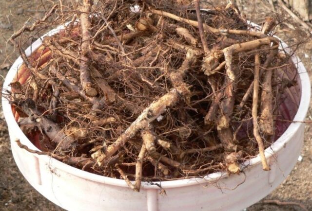 В корнях шиповника присутствует особенно много дубильных веществ.