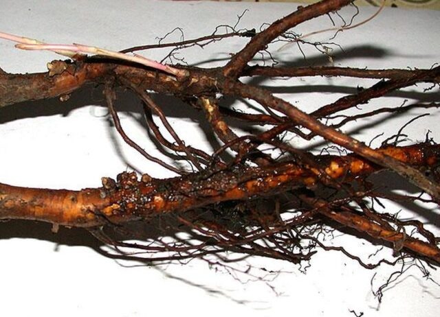 Корень шиповника при простуде снижает температуру и ускоряет выздоровление.