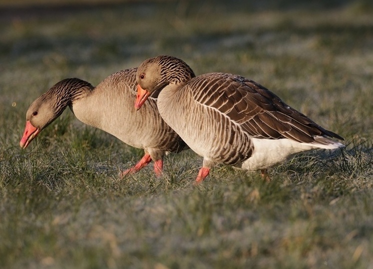 Новые законы России. Отвечаем на вопросы охотников