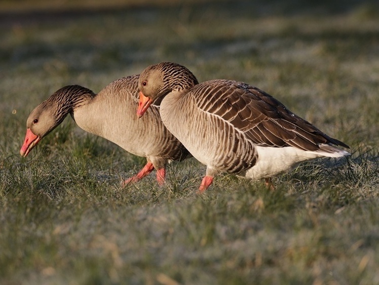     Фото: 1zoom.ru/woodman