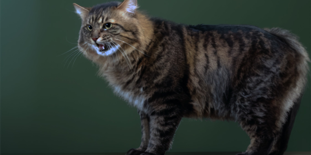 История одной кошки