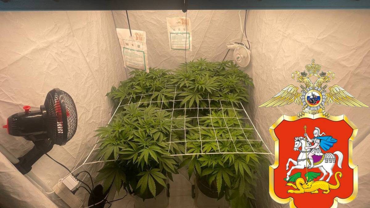    Фото: Пресс-служба ГУ МВД России по Московской области / Telegram