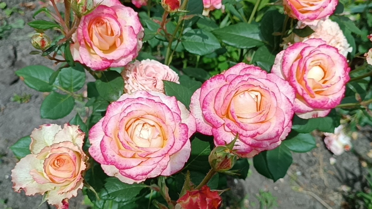  Роза Duet (Дуэт)