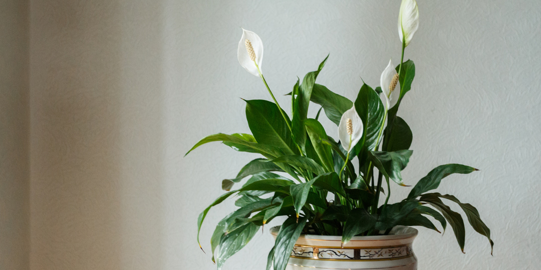 Кормлю комнатные цветы отходами с кухни. Через 2 недели они цветут без перерыва