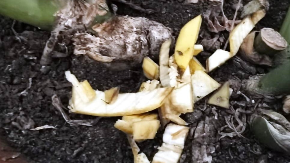 Спатифиллум после месяца органических подкормок - результат превзошел ожидания