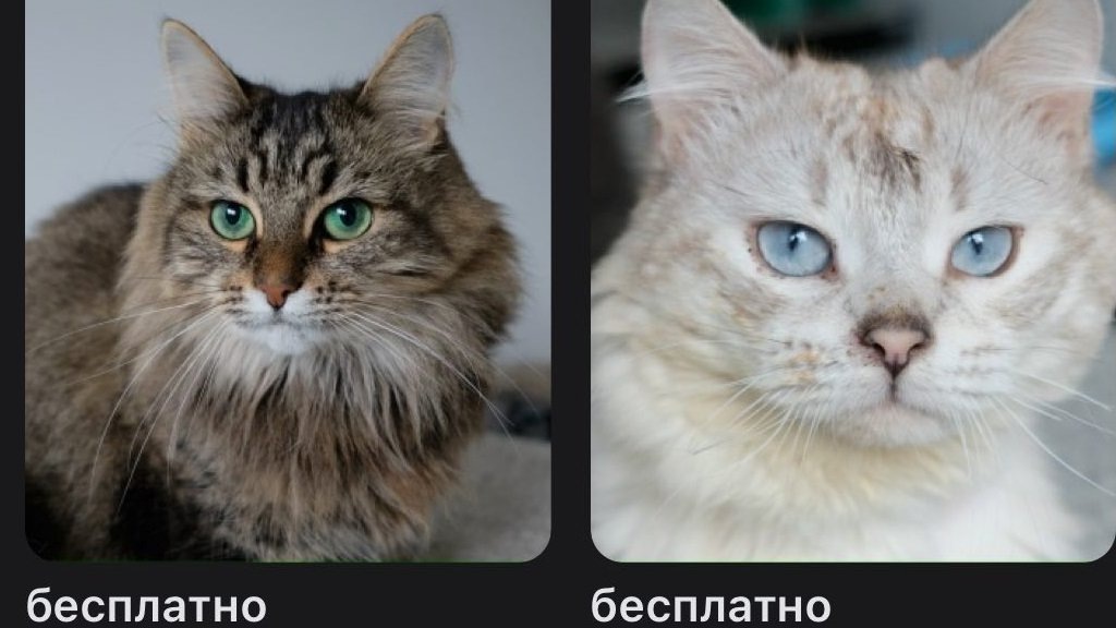    Фото: группа «Котя и мечта о доме» ВК