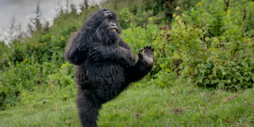 Вы точно улыбнетесь: объявлены победители Nikon Comedy Wildlife 2025