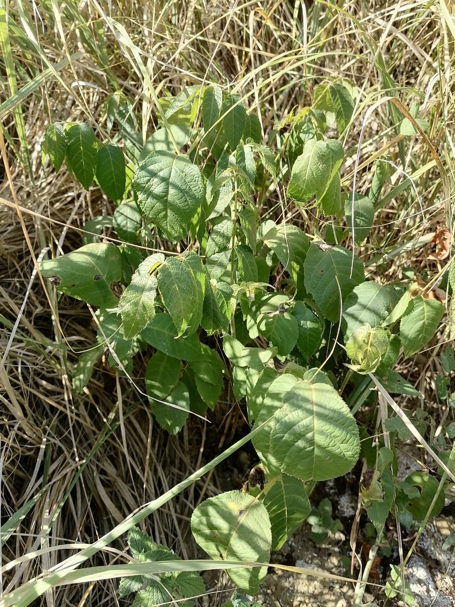 В сравнении с другими выглядят идеально.