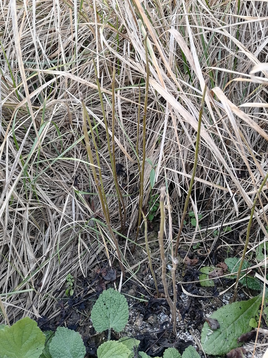 Листья сбросили в срок, стволики здоровые и вызревшие