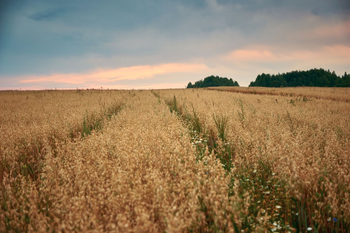 Овсяное поле на закате летнего дня, 2020 г. (Фото: Сергей Ветошкин).