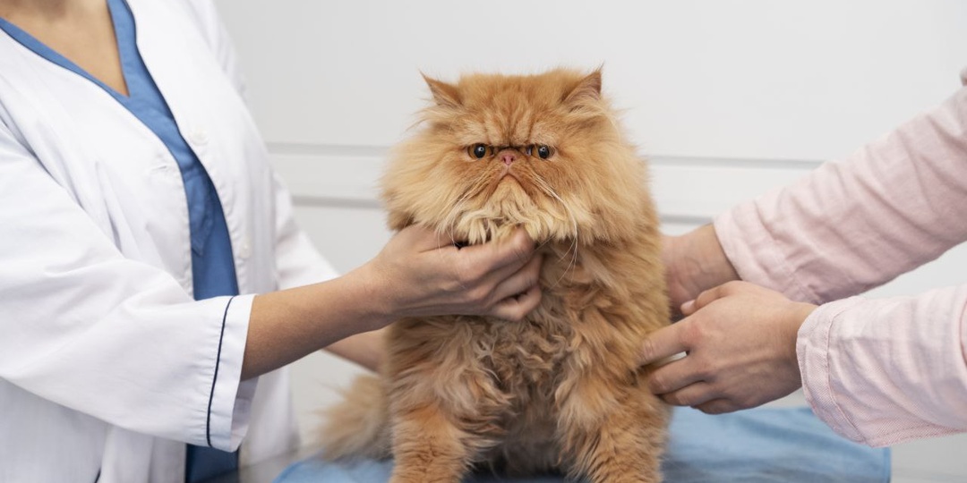Ветеринар-онколог: когда и зачем необходимо обращаться к нему на прием с питомцем
