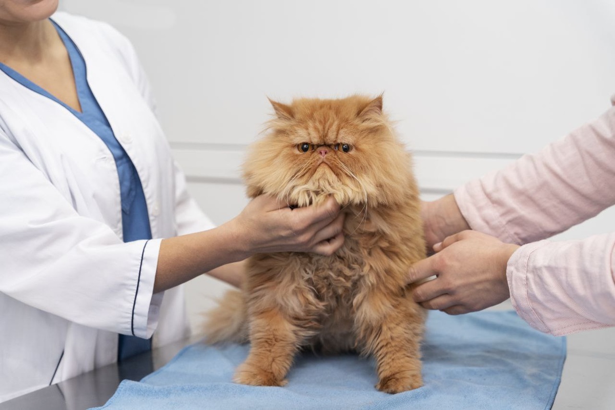 Изображение от freepik