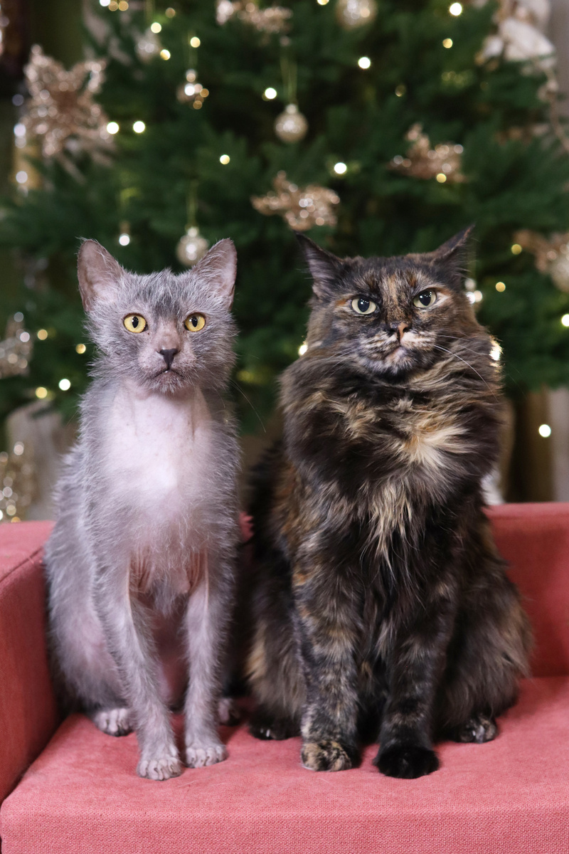 Арни и Мируся в ожидании чуда 🎄