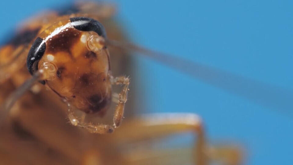 ФОТО: Кадр из программы "Легенды и мифы", РЕН ТВ