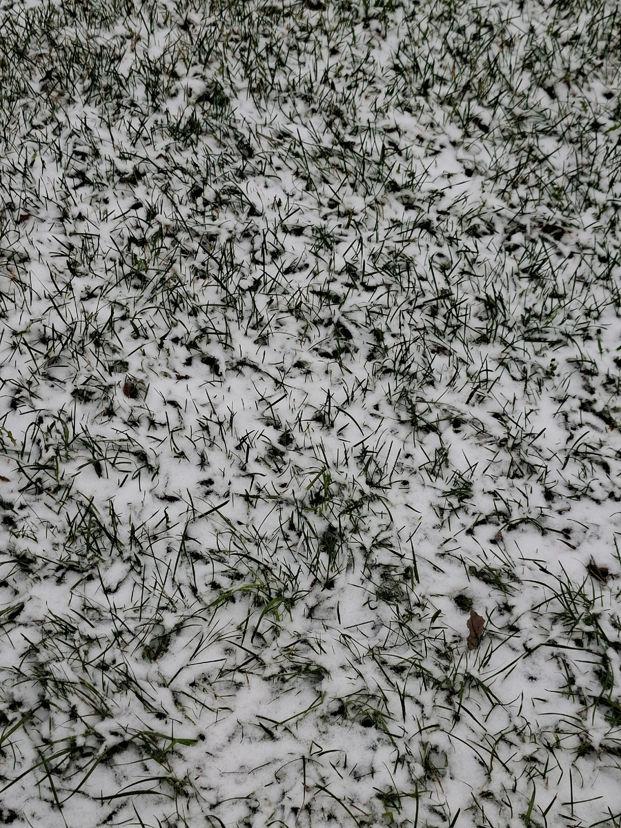 Пора бы уж под снег 